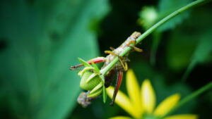 a dead grasshopper holding on a stem