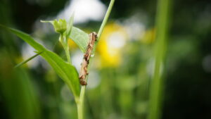 a sort of inchworms on a flower stem